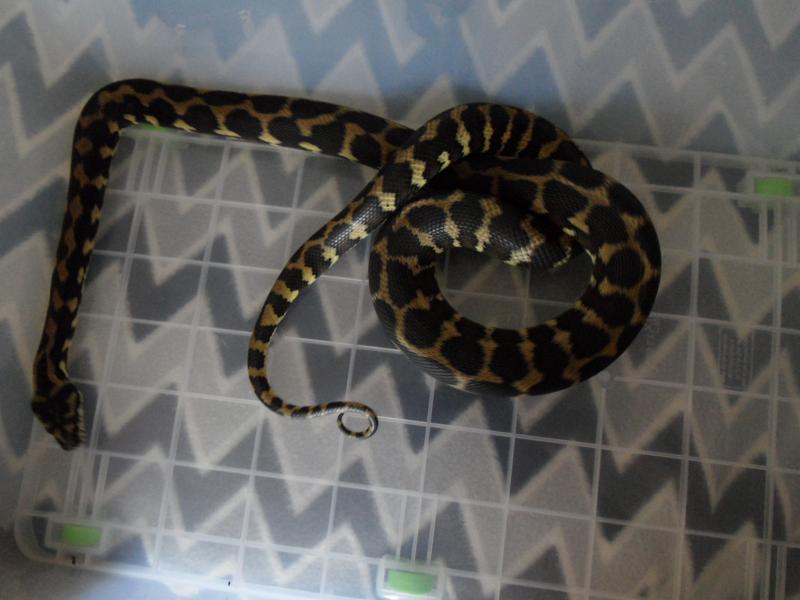 Morelia Spilota variegata