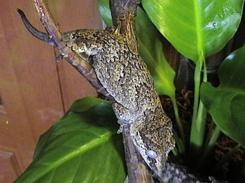 Rhacodactylus auriculatus (бананоед ушастый)