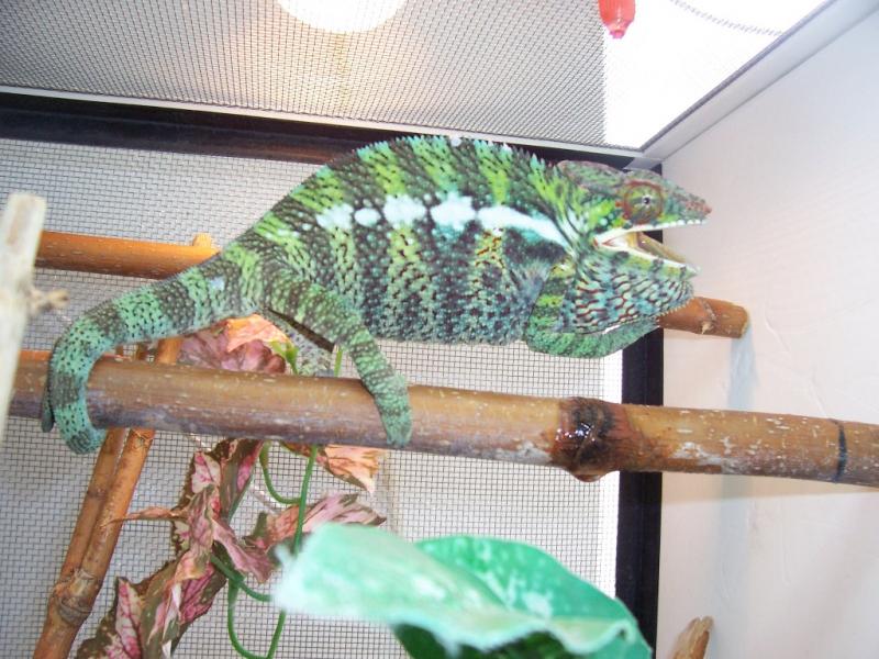 Furcifer pardalis Ambanja