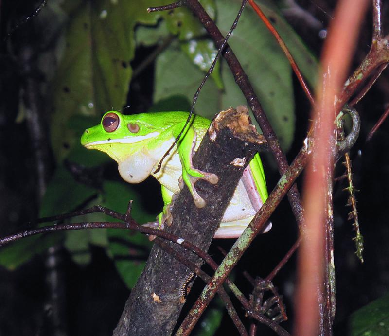 Litoria infrafrenata в природе