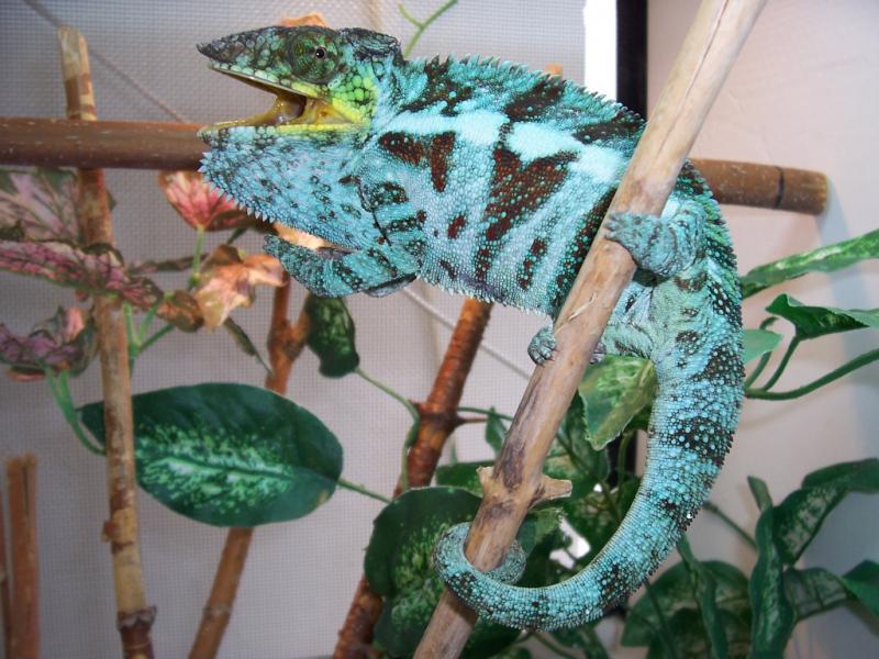 Furcifer pardalis Ambanja9