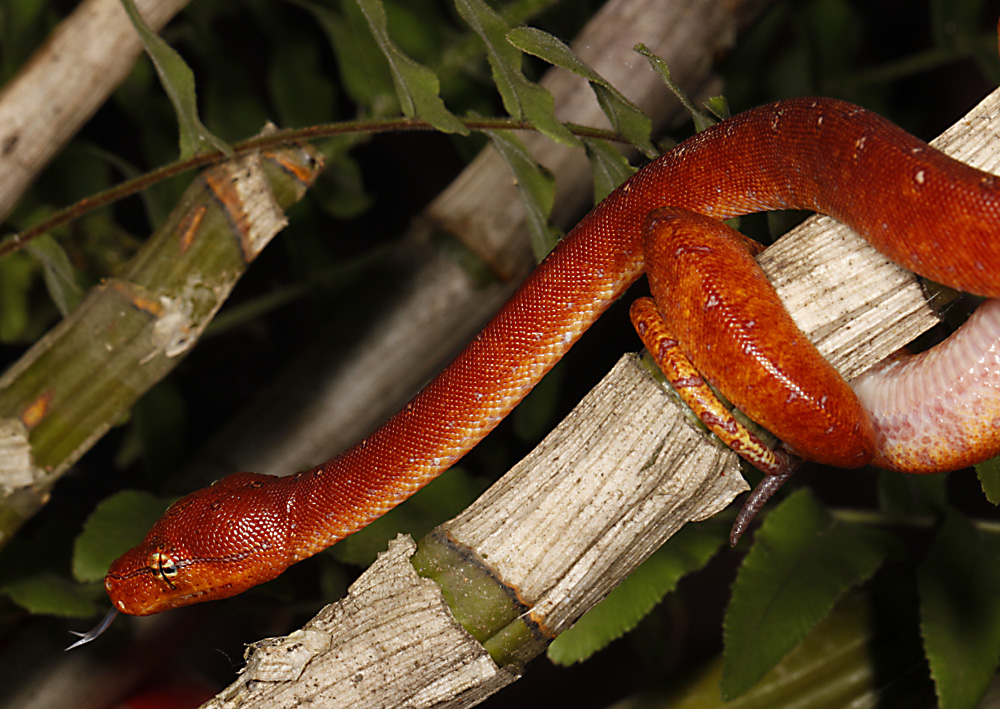 Morelia viridis