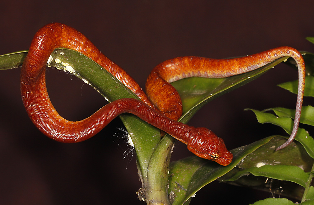 Morelia viridis