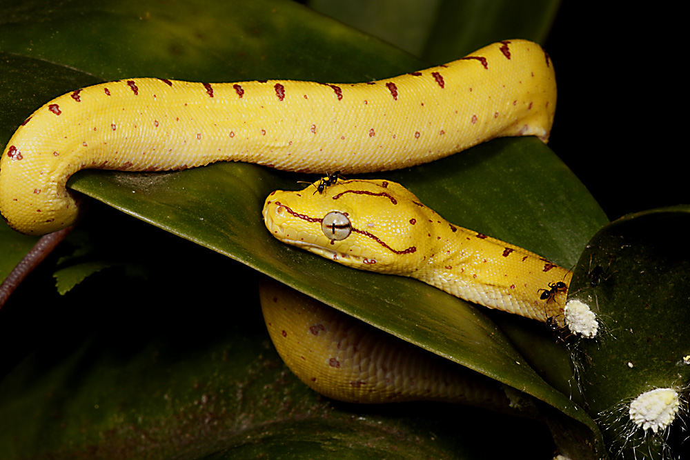 Morelia viridis