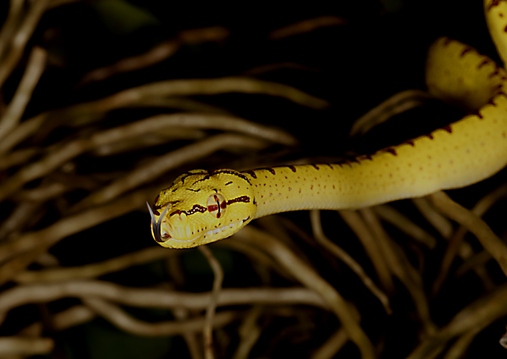 Morelia viridis