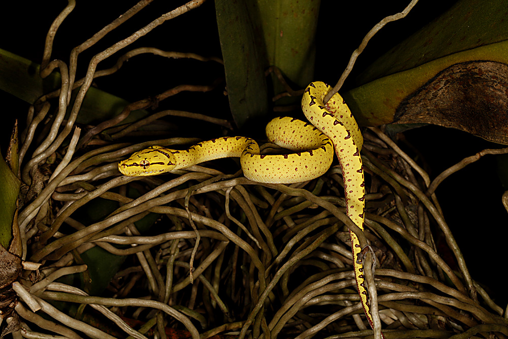 Morelia viridis