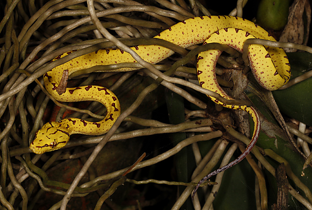 Morelia viridis