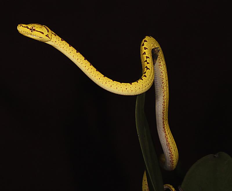 Morelia viridis