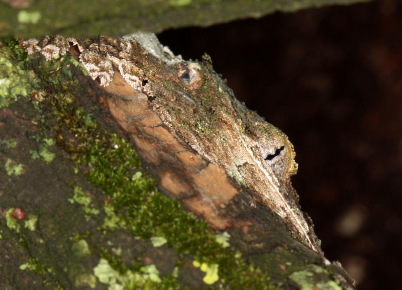 Uroplatus sikorae