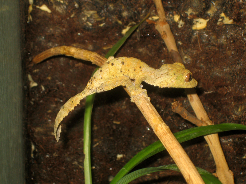 Uroplatus henkeli