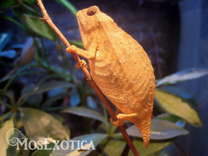 rieppeleon brevicaudatus