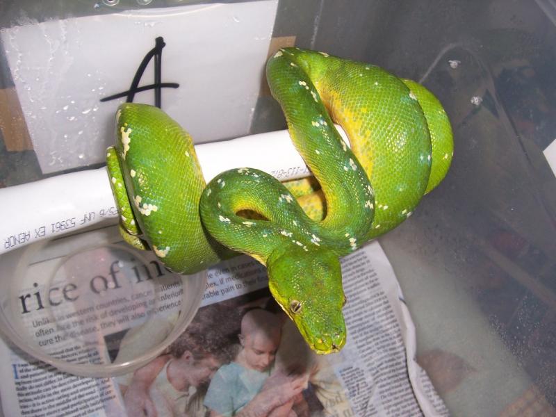 Morelia viridis Aru2