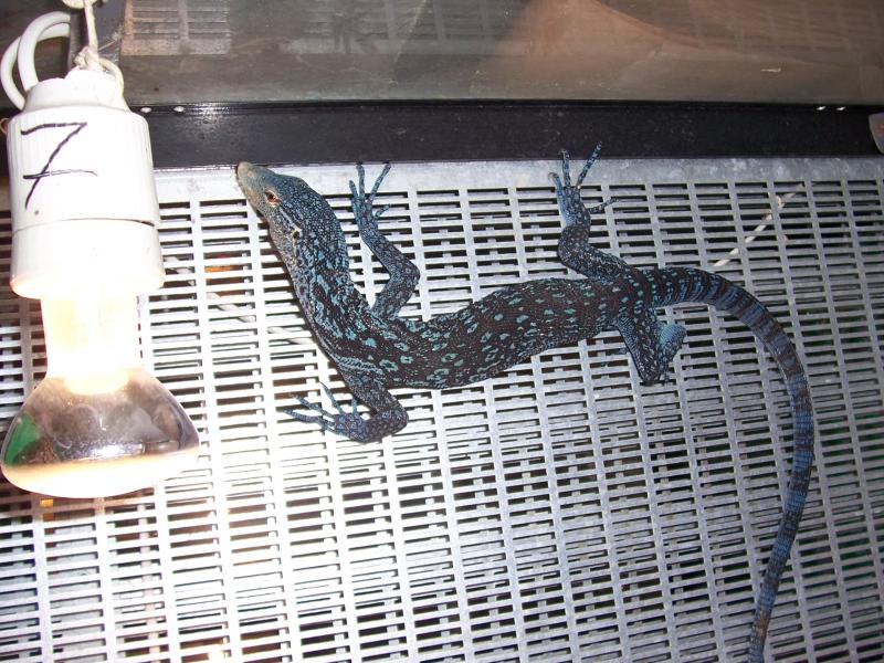 Varanus Macraei2