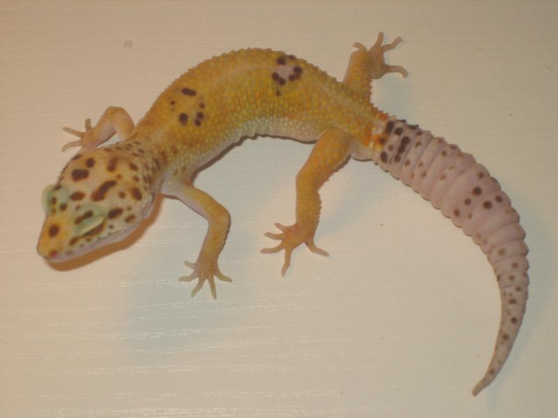 E.m. diamond enigma male