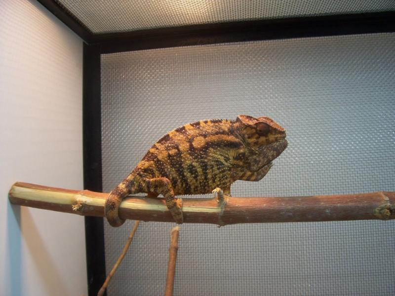 Furcifer pardalis female