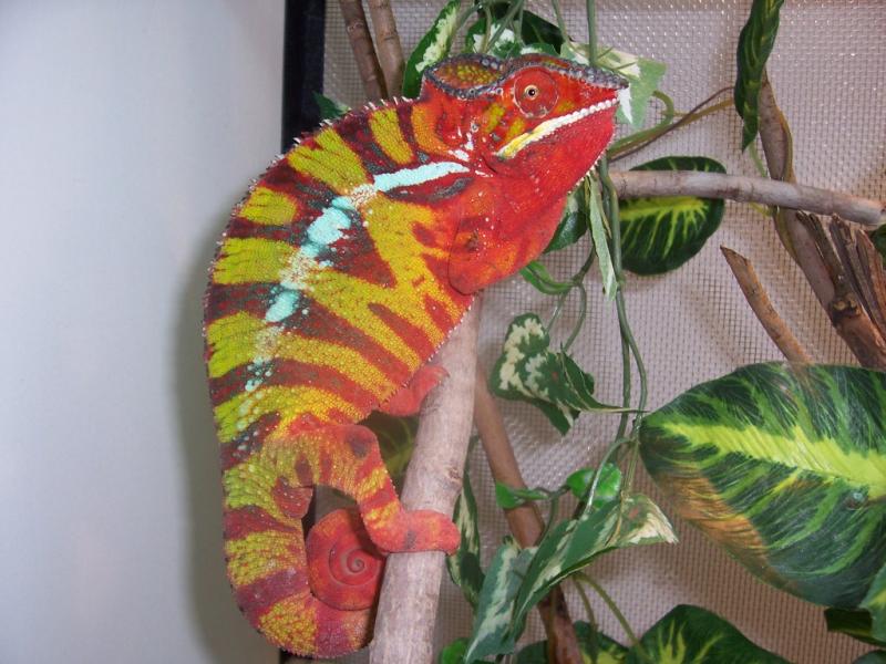 Furcifer pardalis Ambilobe3