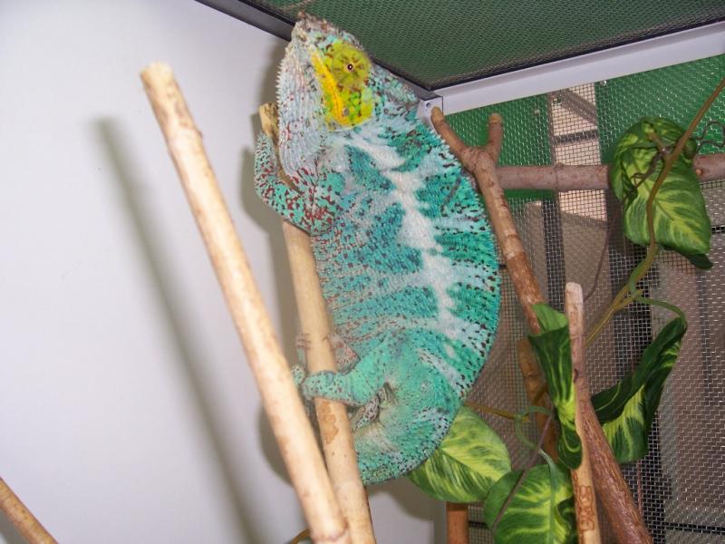 Furcifer pardalis Ankify