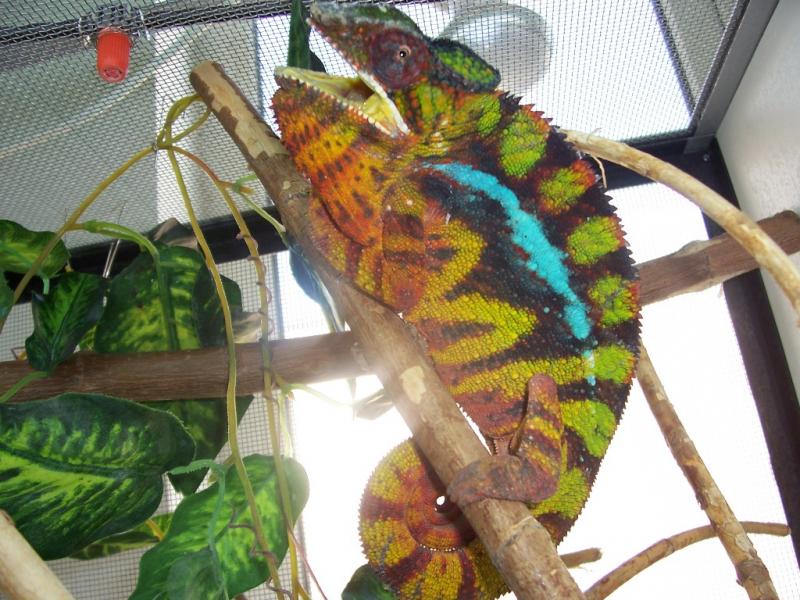 Furcifer pardalis Sambava