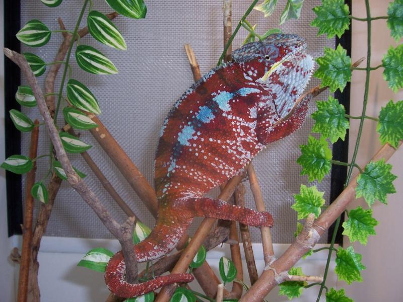 Furcifer pardalis Tamatawe