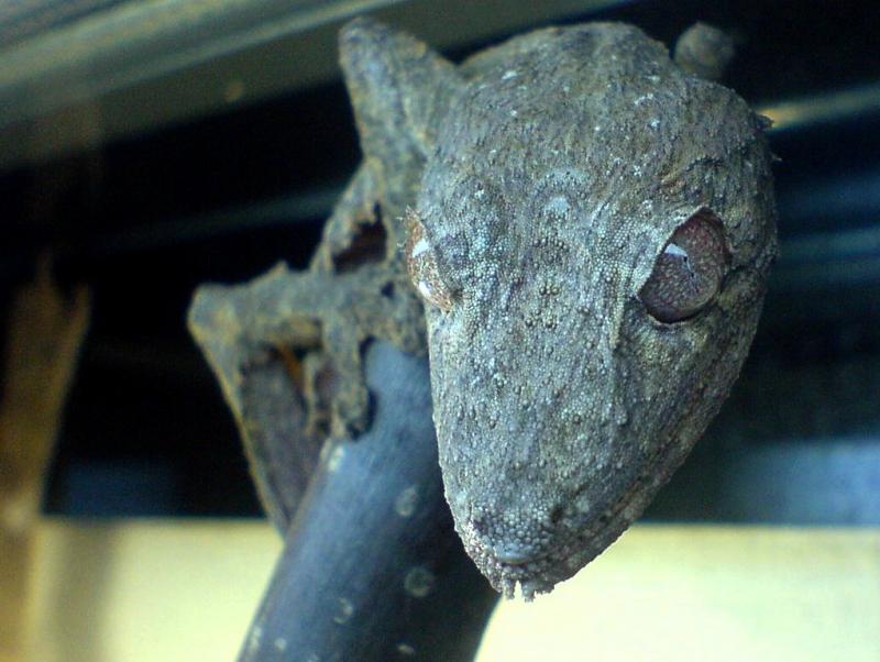 Uroplatus henkeli