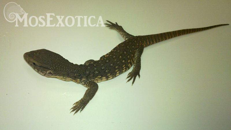 varanus exanthematicus