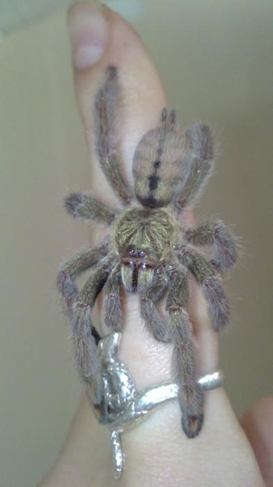 P. Cambridgei