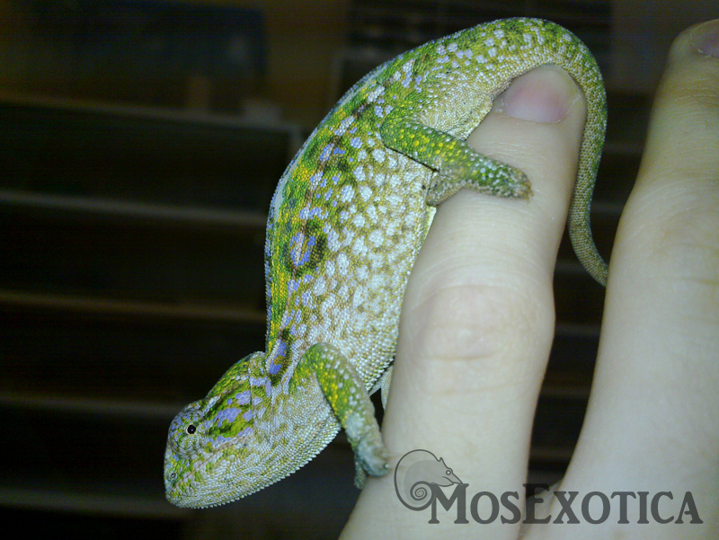 furcifer lateralis