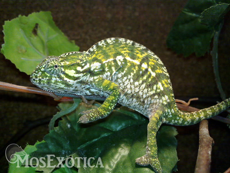 furcifer lateralis