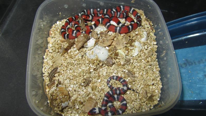 Lampropeltis triangulum elapsoides