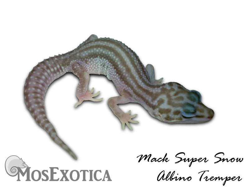 mack super snow albino tremper