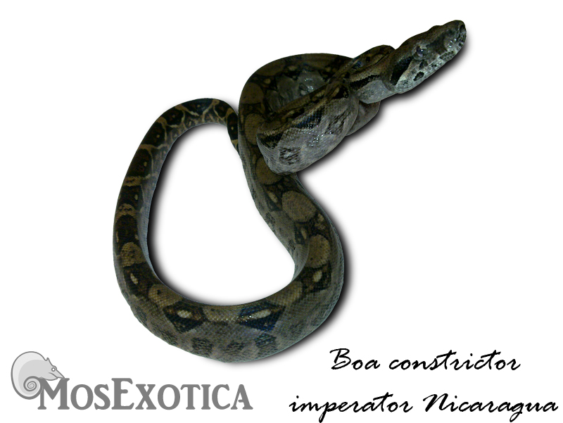 boa nicaragua