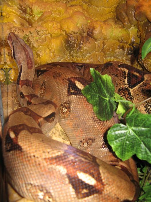 Boa Constrictor самка