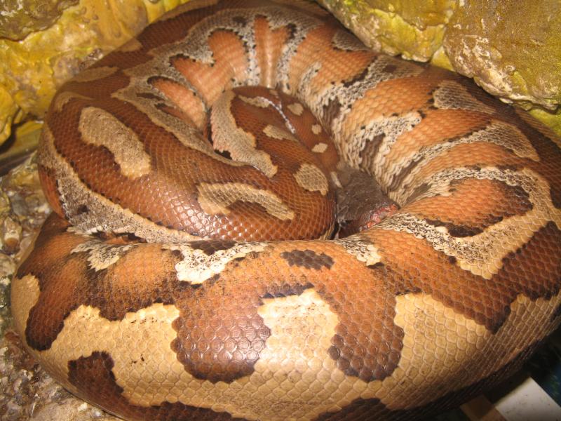 Python curtus brongersmai