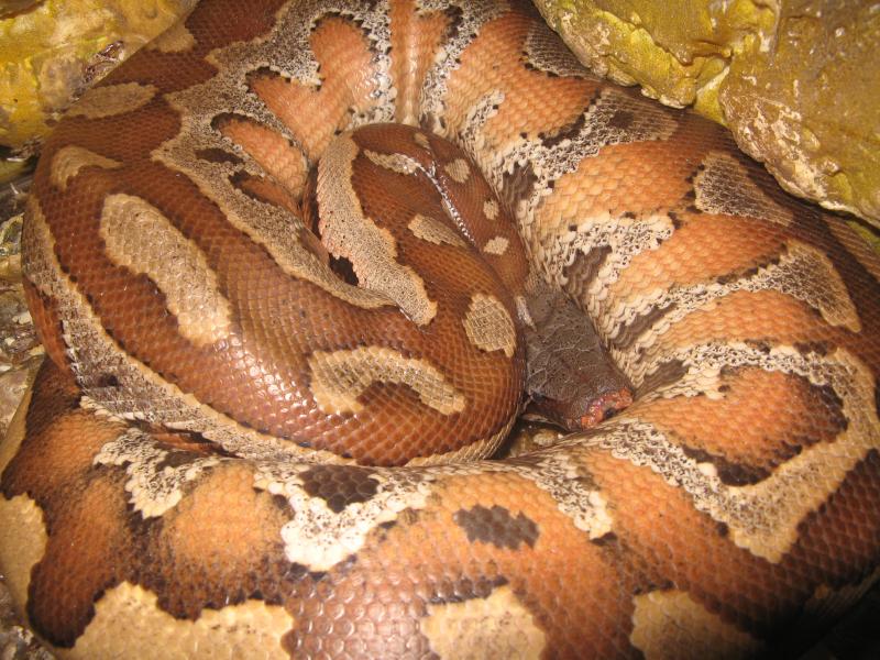 Python curtus brongersmai