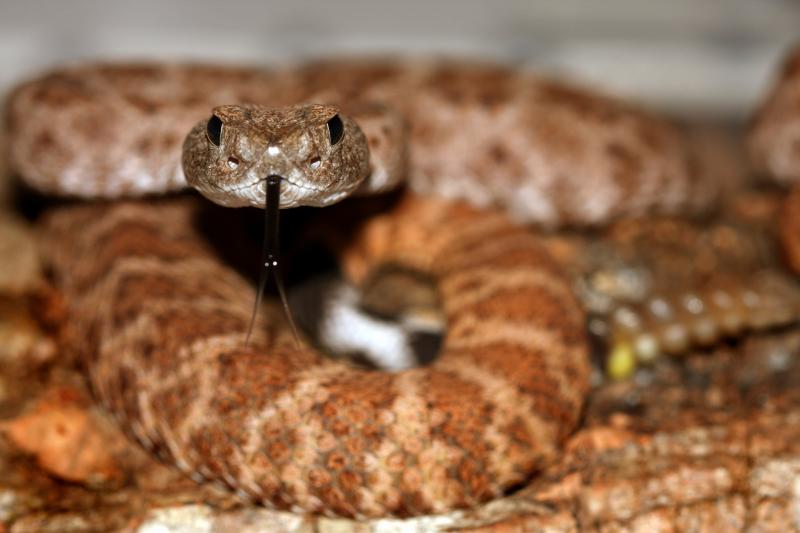 Crotalus atrox 