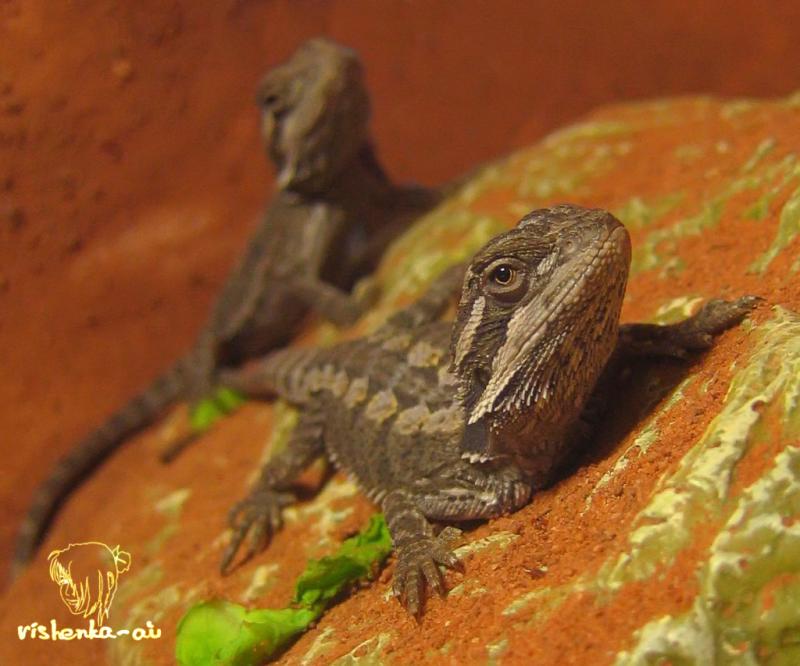 Бородатая агама Pogona vitticeps