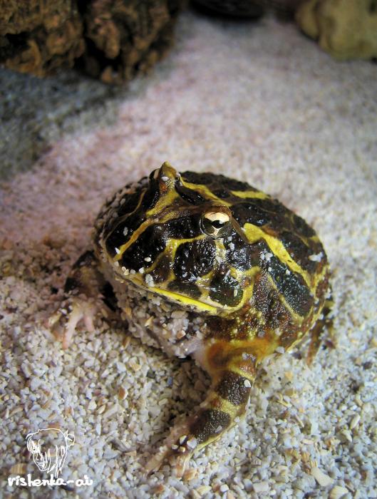 Рогатка Кранвелла лат. Ceratophrys cranwelli