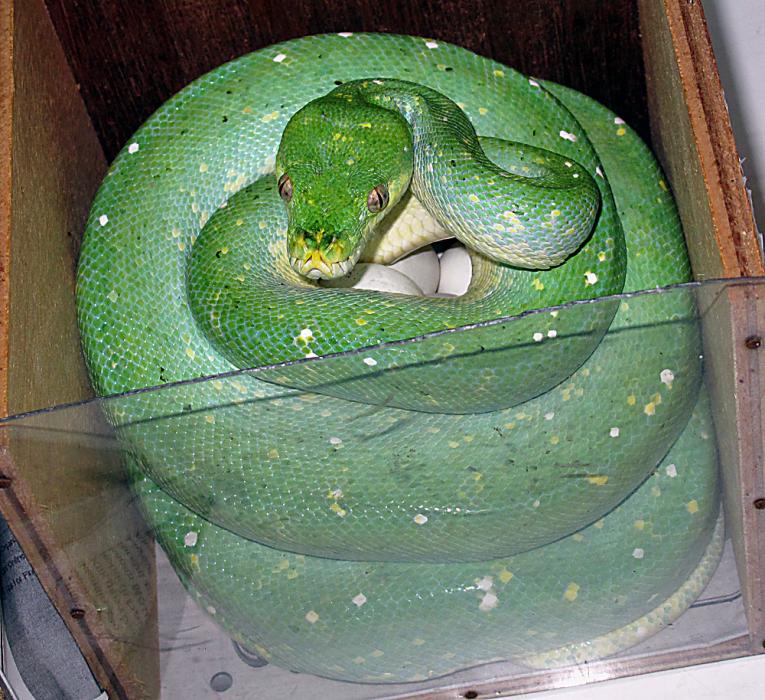 M.viridis