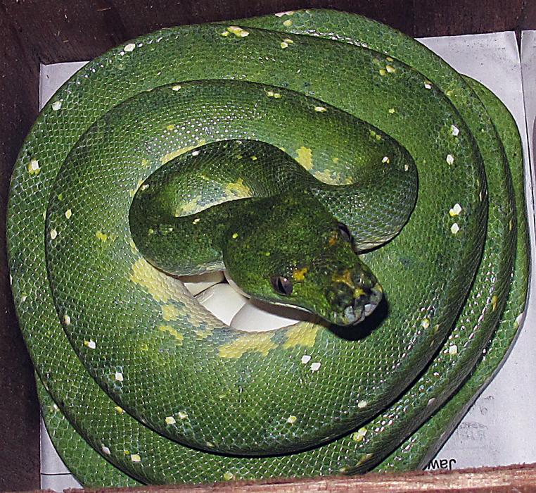 M.viridis