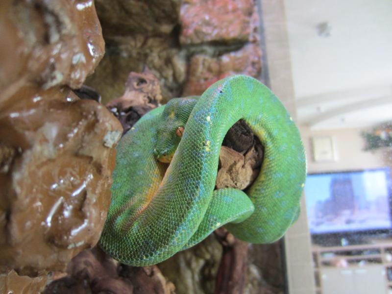 M.viridis