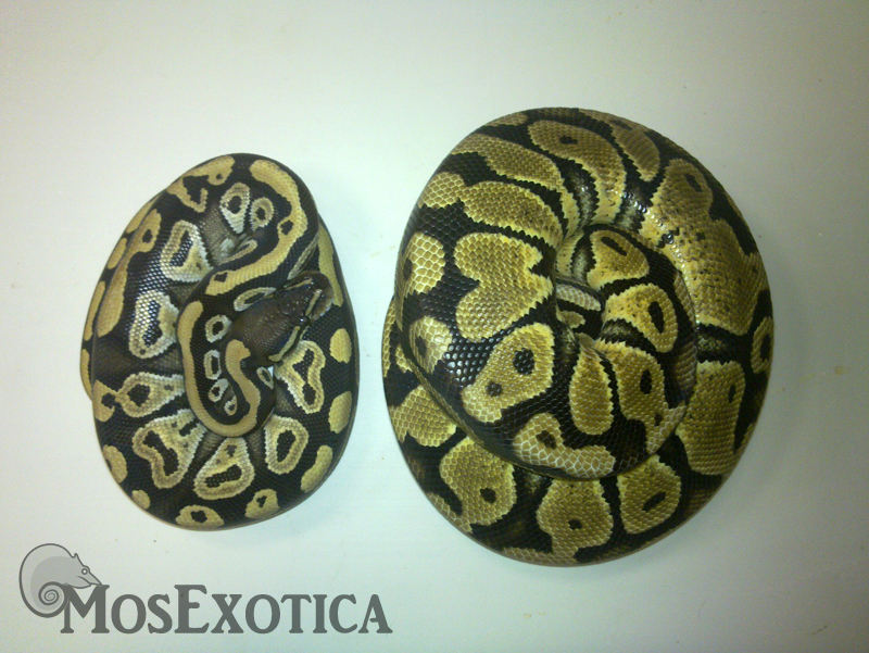 Mojave & Pastel