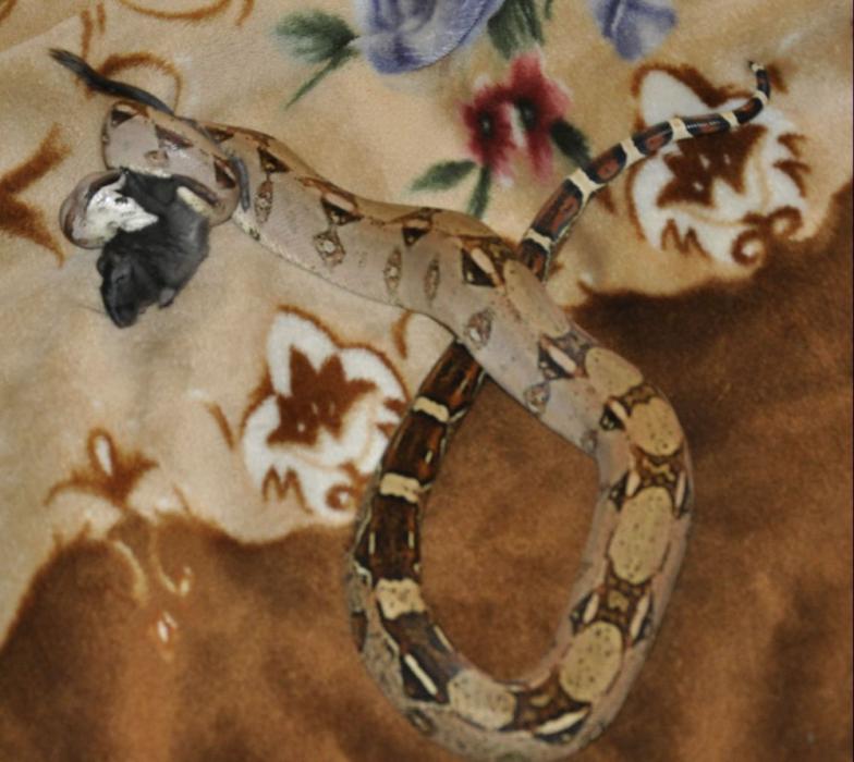 boa constrictor imperator