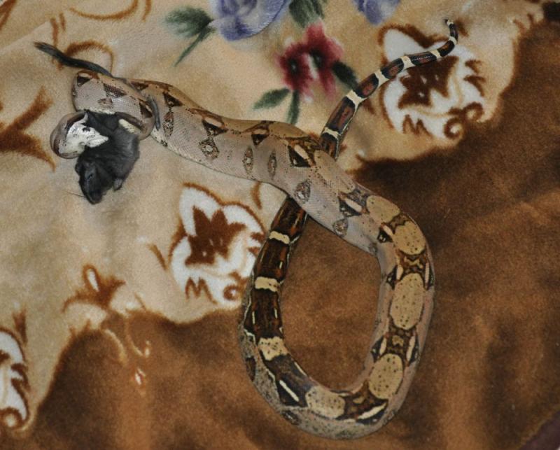 boa constrictor imperator