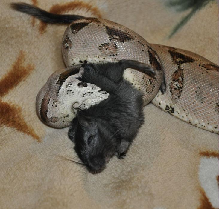 boa constrictor imperator