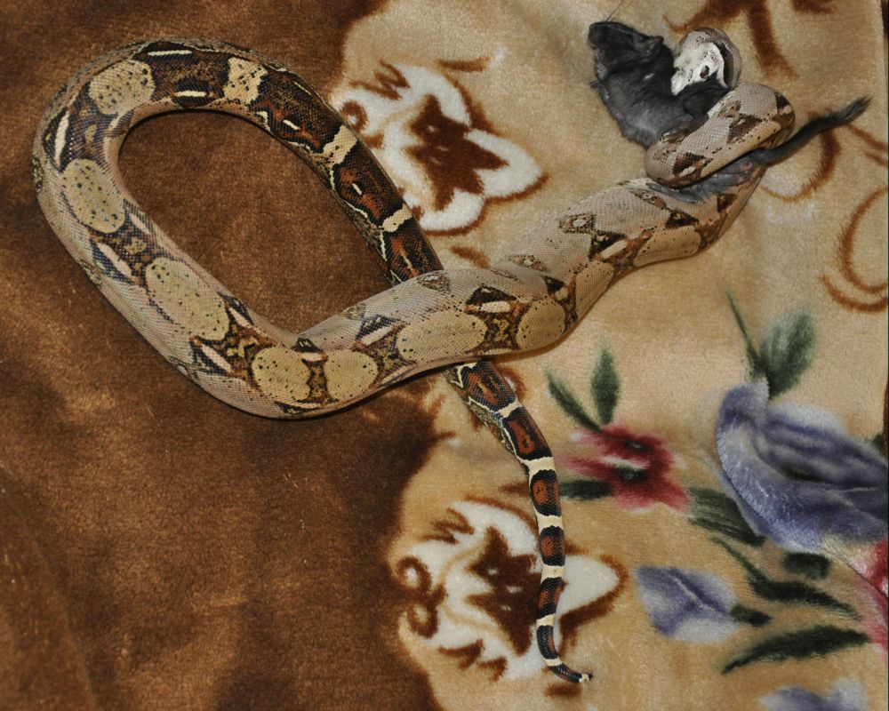 boa constrictor imperator