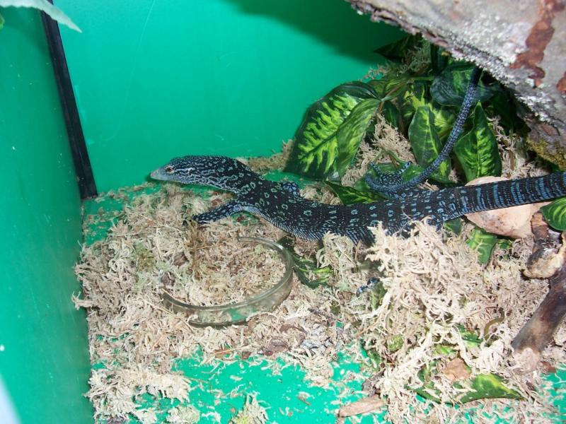 Varanus Macraei female