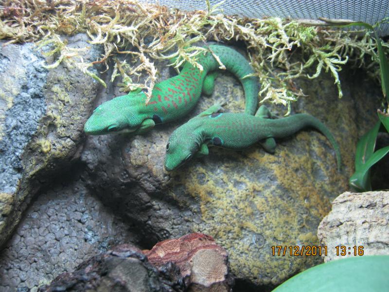 Phelsuma quadriocellata (парочка)