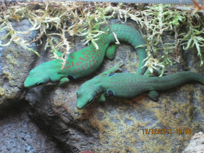 Phelsuma quadriocellata 2 (парочка)