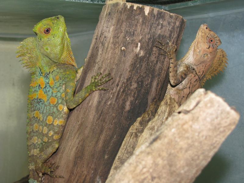 Gonocecephalus chameleontinus adults