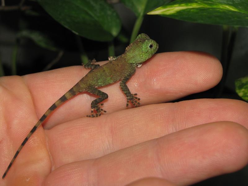 Gonocecephalus chameleontinus babies